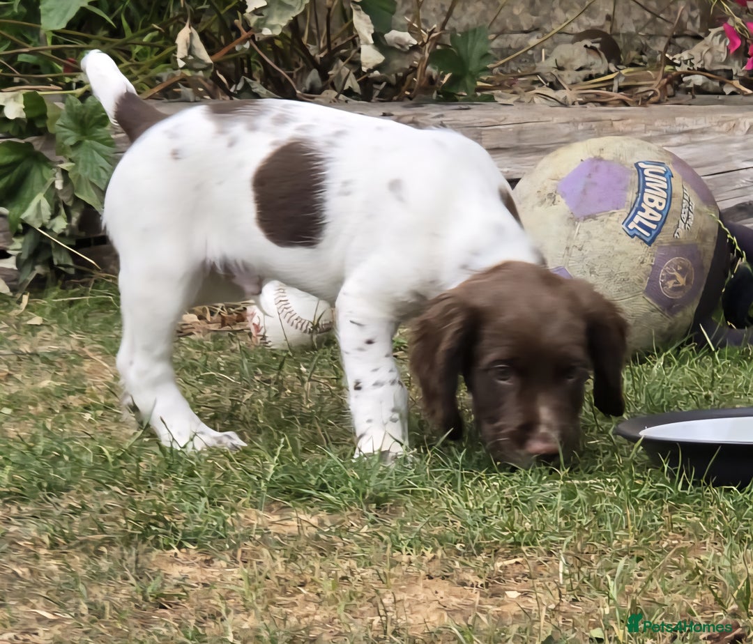 English Springer Spaniel dogs for sale: 1 male English liver/white springer puppy in Shepton Mallet - Image 2