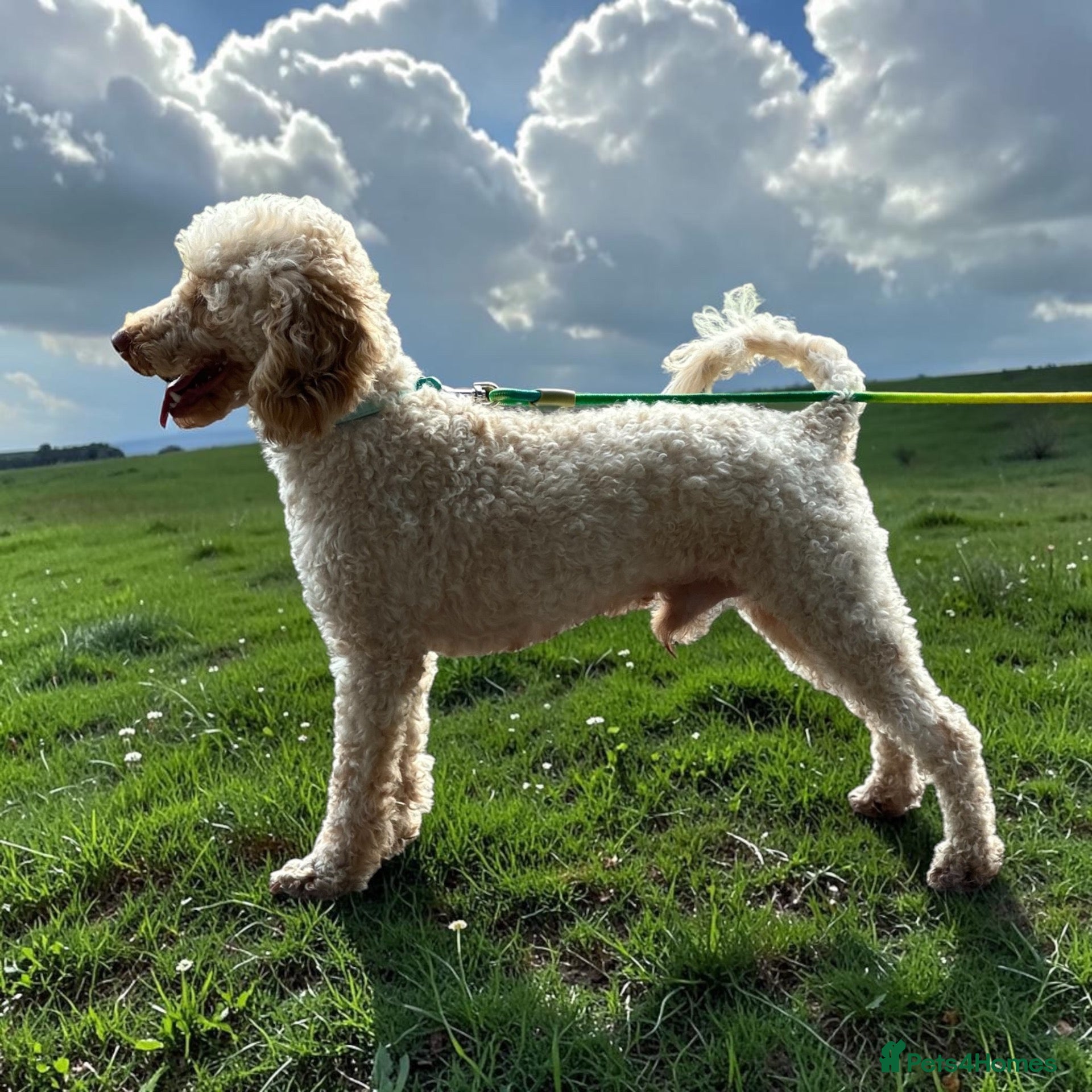 Toy Poodle dogs Toy Poodle Theo is available at stud  - Advert 4