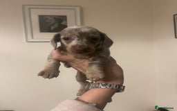 Miniature Dachshund dogs for sale: READY NOW Miniature Daschund puppies  - Image 10