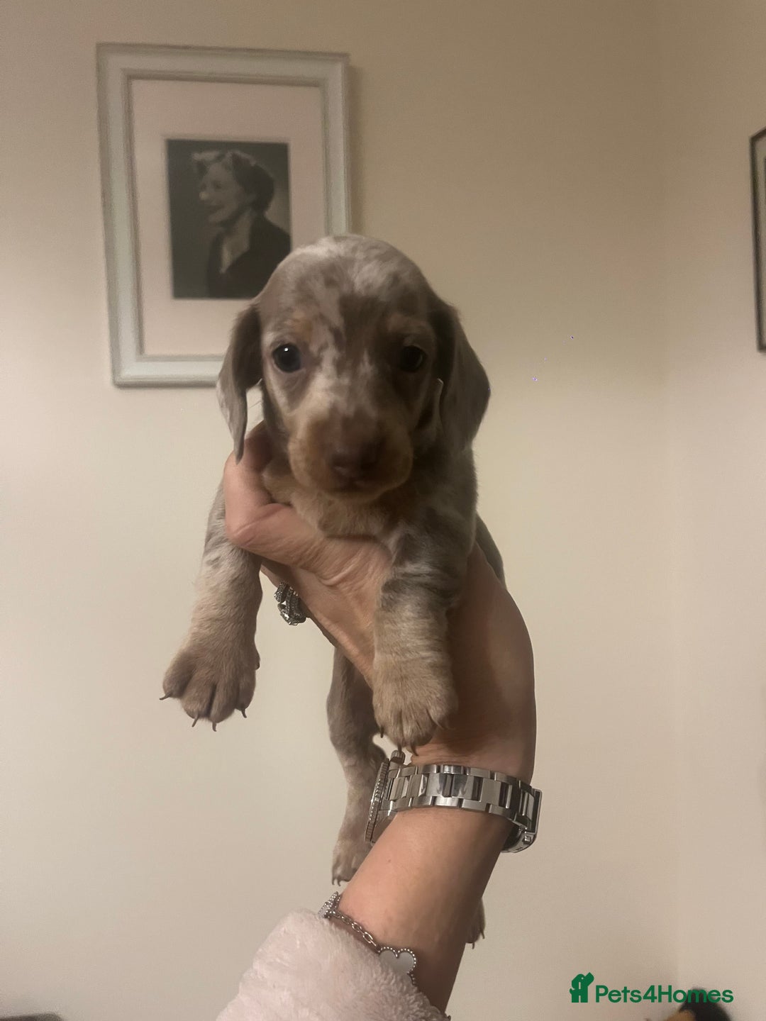 Miniature Dachshund dogs for sale: READY NOW Miniature Daschund puppies  - Image 10