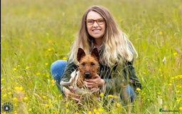 Irish Terrier dogs for sale: Beautiful Champion Lines KC Irish Terrier Puppies - Image 21