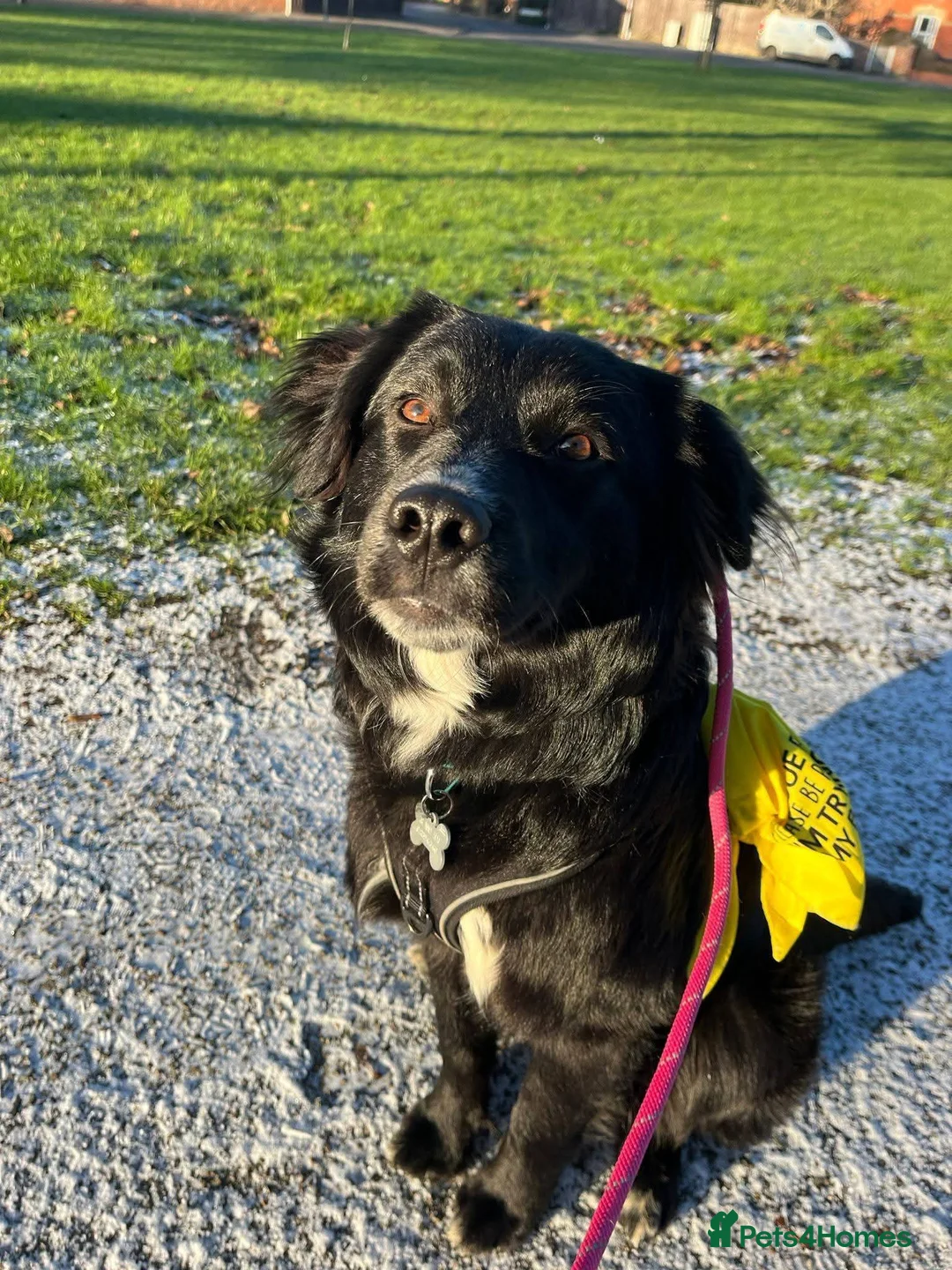 Mixed Breed dogs for adoption: Meet Jack, currently residing in Northamptonshire  in Wellingborough - Advert 14