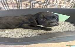 Cocker Spaniel dogs for sale: Two cocker spaniel litters for sale - Image 17