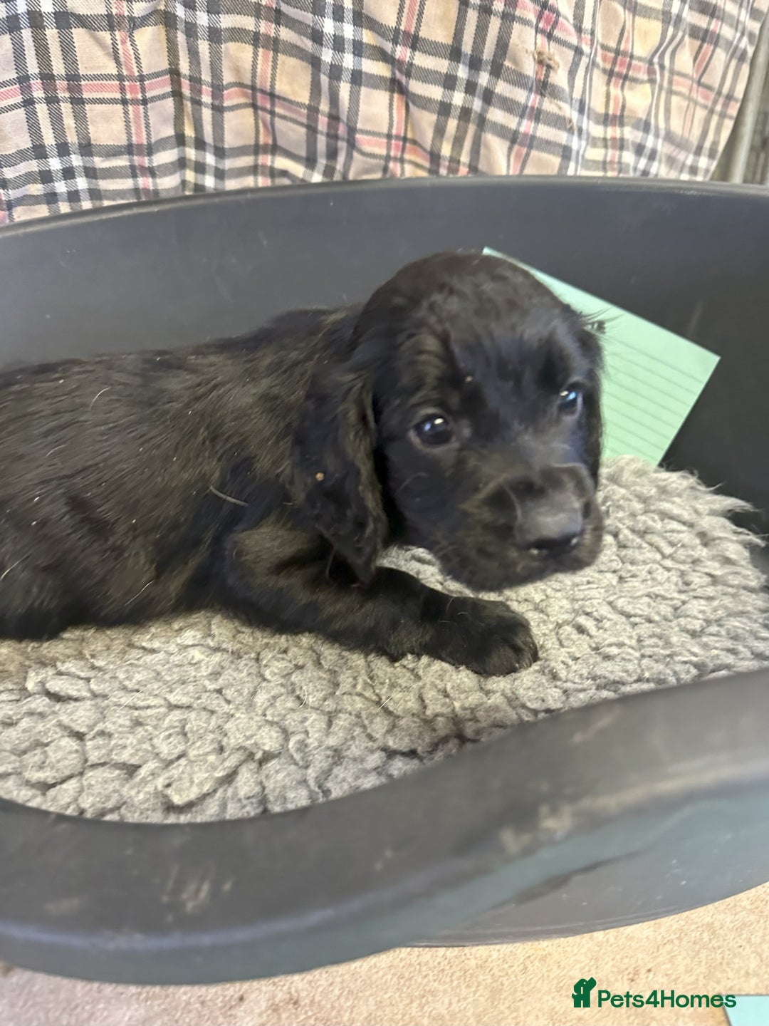 Cocker Spaniel dogs for sale: Two cocker spaniel litters for sale - Image 17