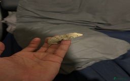 Gecko reptiles for sale: Leachi gecko  - Image 9