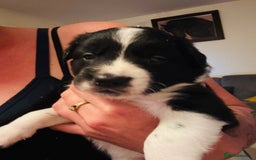 Border Collie dogs for sale: 3 beautiful female pups remaining - Image 3