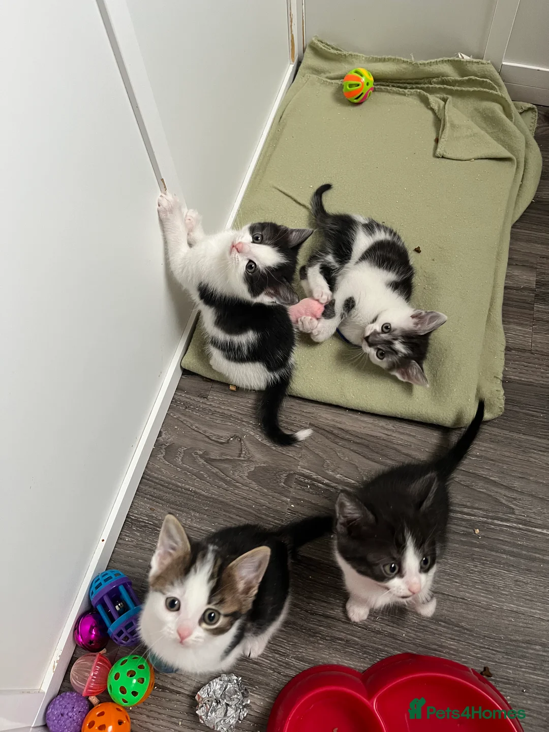 Mixed Breed cats for sale: Mixed breed kittens ready to leave  in Leeds - Advert 2