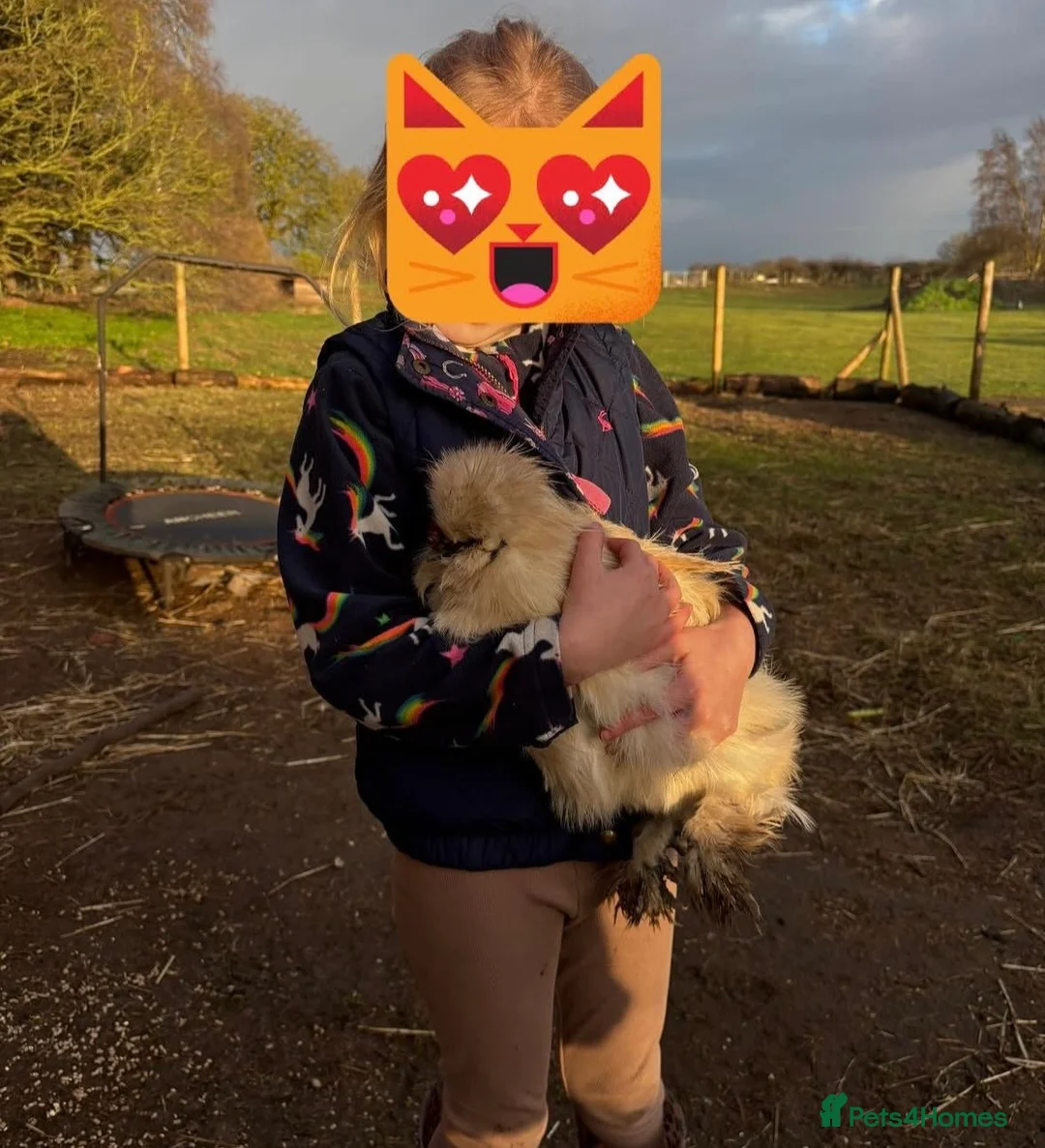 Chickens poultry for sale: Pure bred silkie cockerel  in Newark - Advert 2