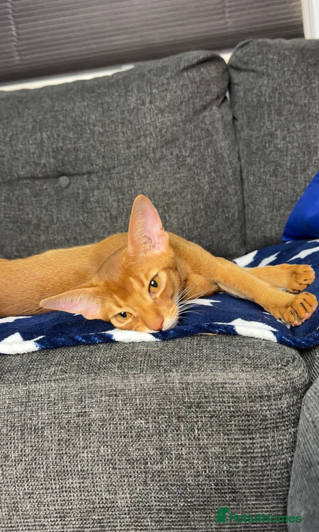 Abyssinian cats for sale: 1 sorrel Abyssinian Kitten left , Champion Line  - Advert 2