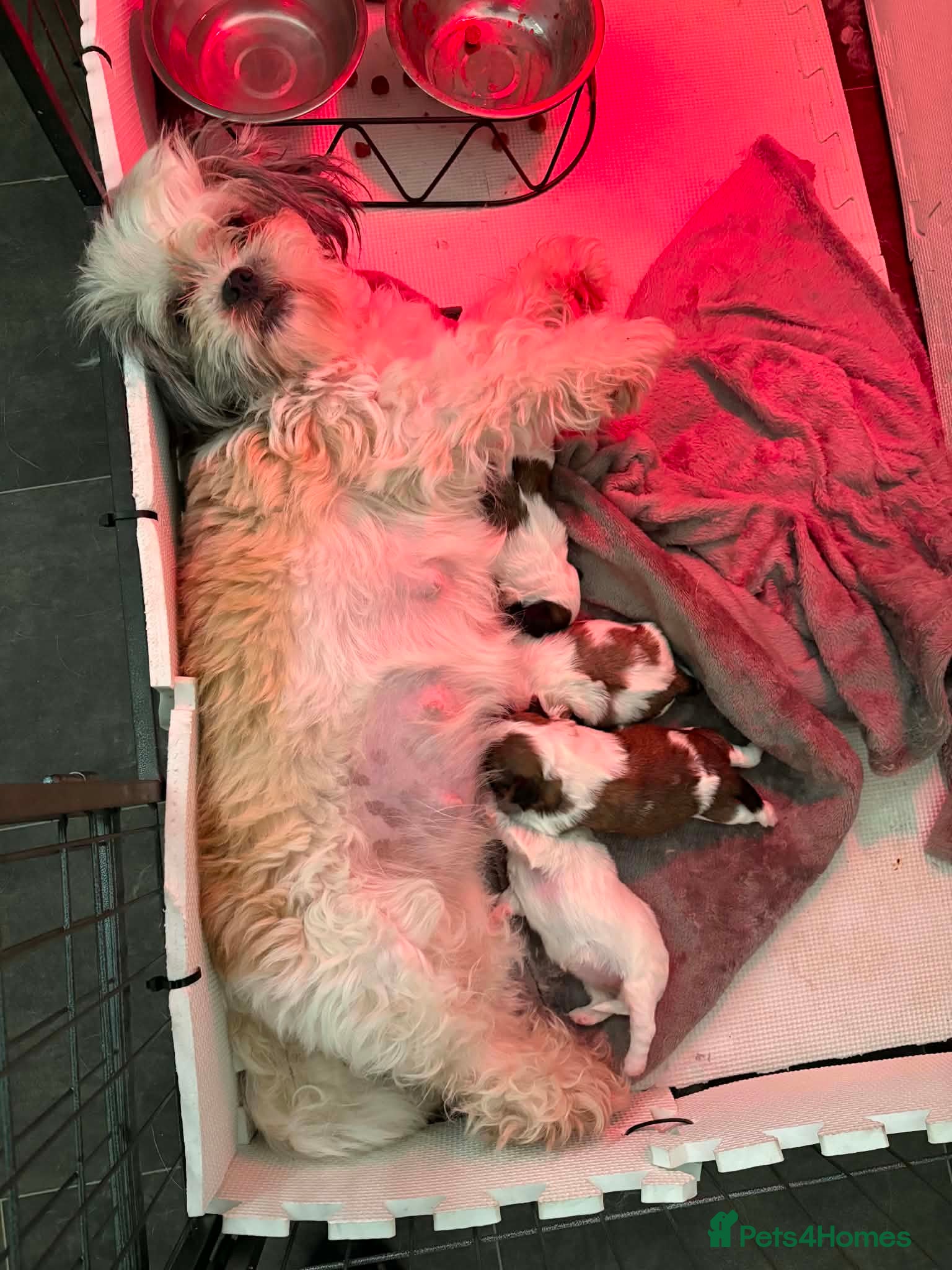 Shih Tzu dogs Standard Shih Tzu puppies  - Advert 1