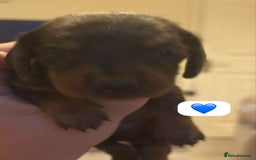 Dachshund dogs for sale: Miniature dachshund puppy’s for sale  - Image 12