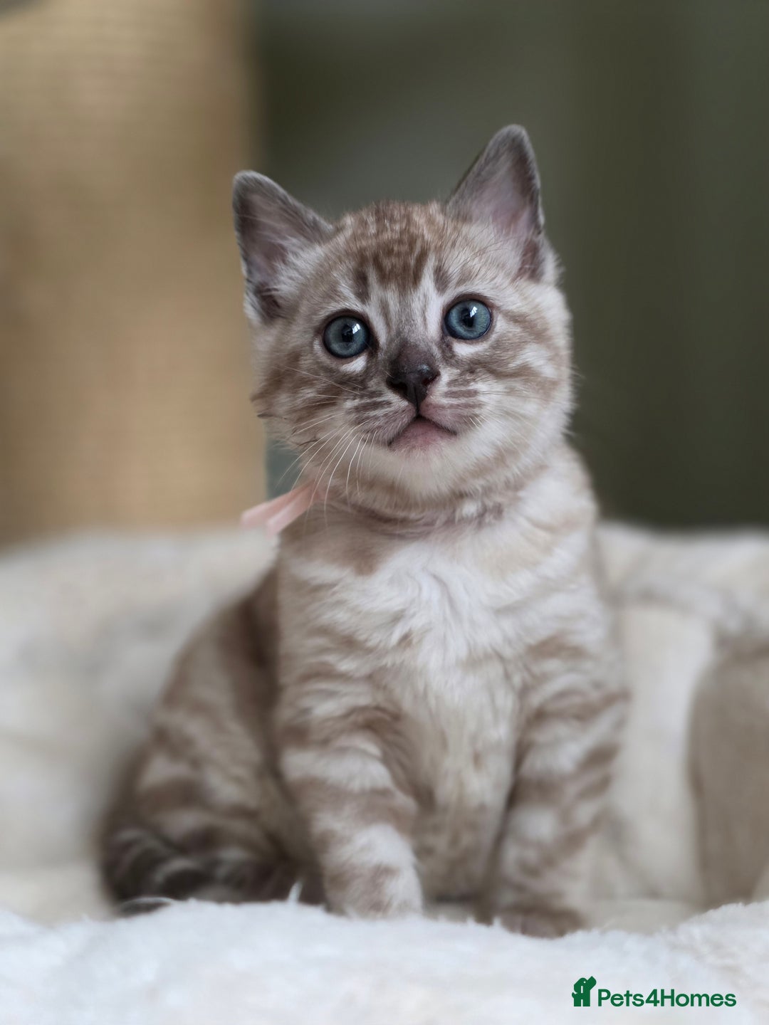 Bengal cats for sale: ❄️ Gorgeous Snow and Charcoal Bengals ❄️  - Advert 15