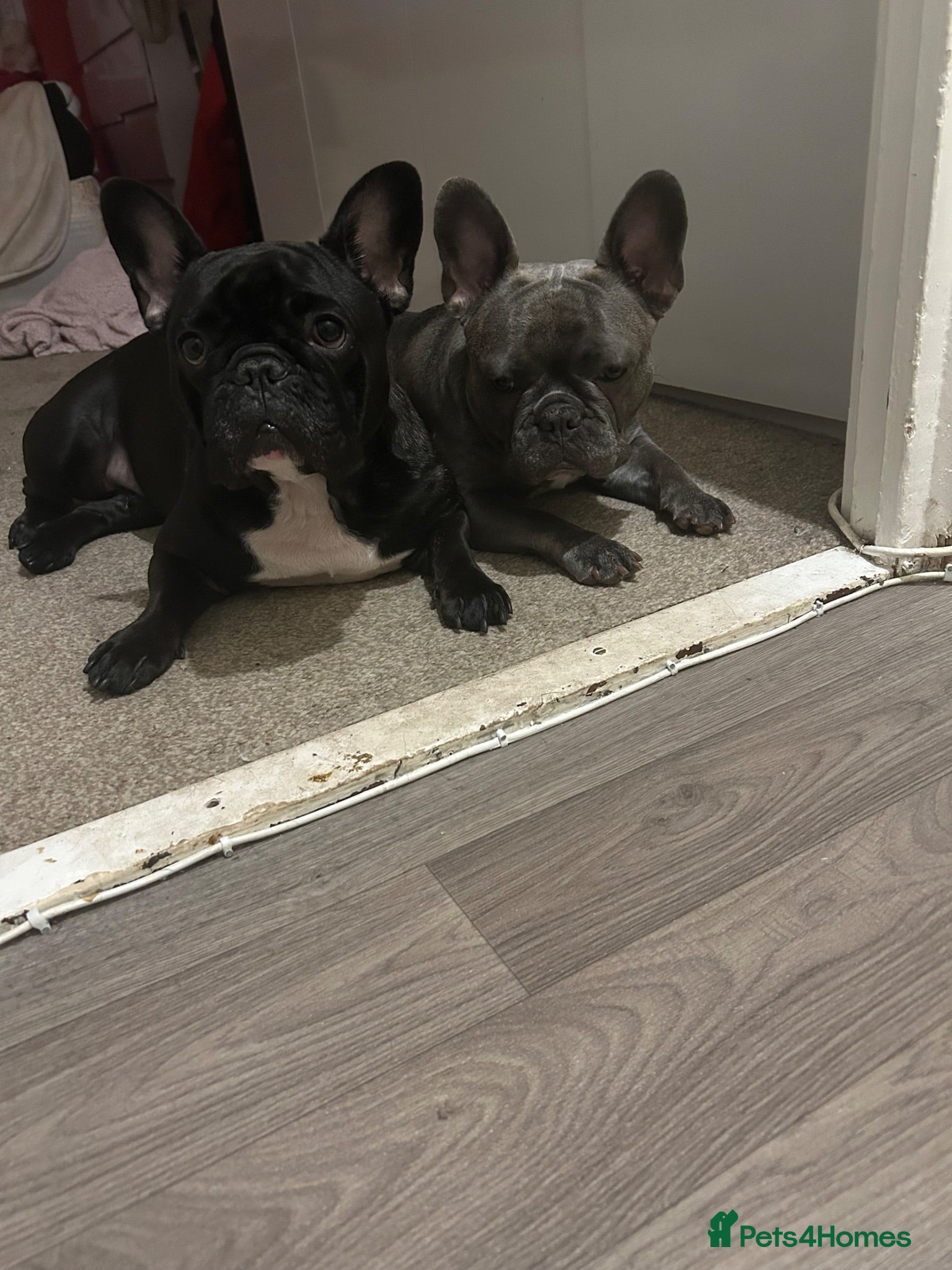 French Bulldog dogs french bull dog  - Advert 1