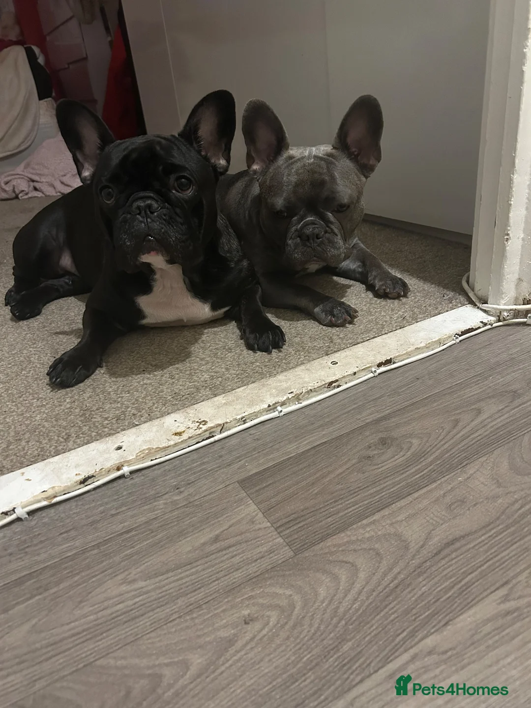 French Bulldog dogs for sale: Bonnie&Roxie - Advert 1