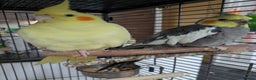 Cockatiels birds for sale: Bonded pair of cockatiels  - Advert 7
