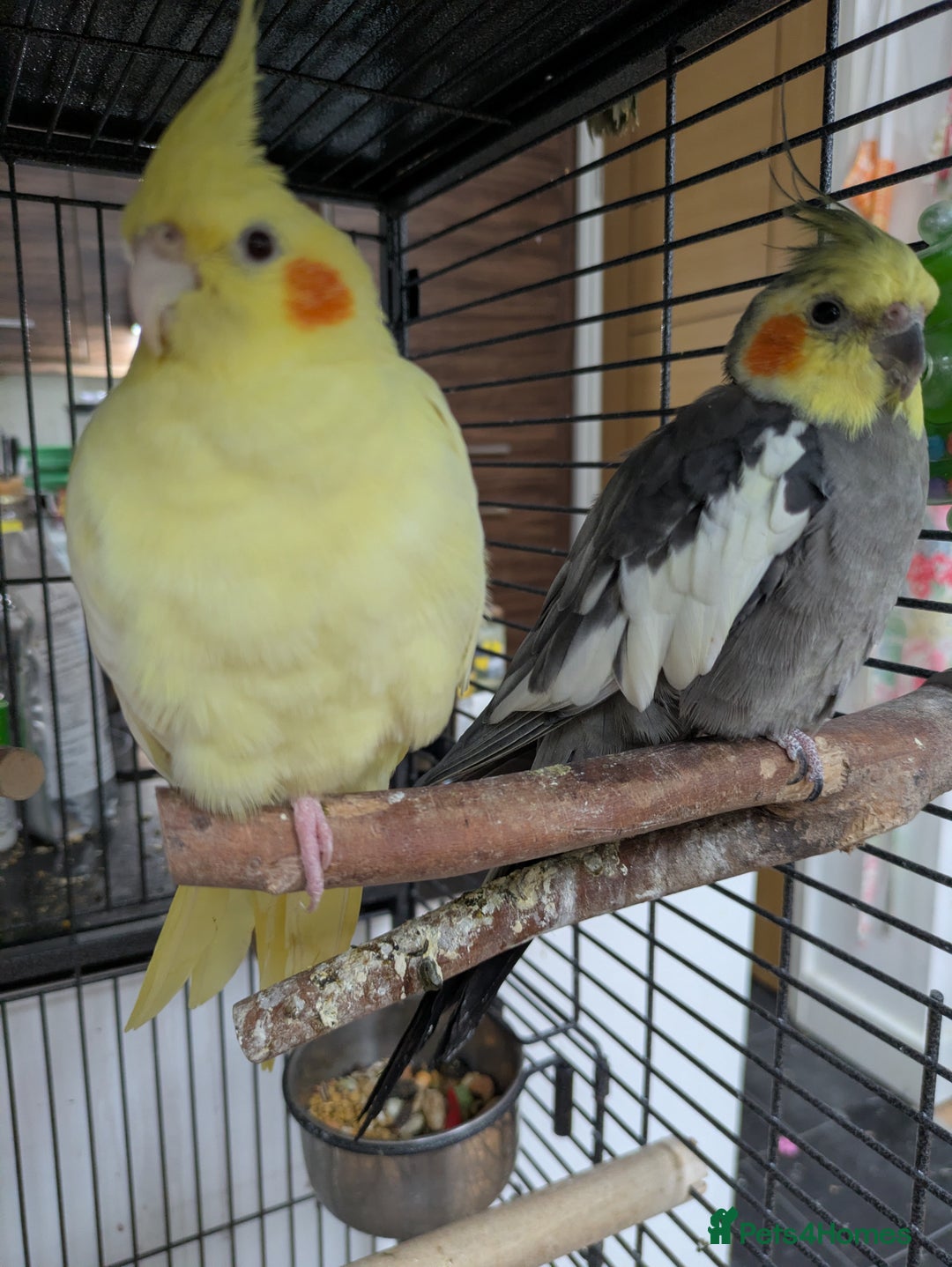 Cockatiels birds for sale: Bonded pair of cockatiels  - Advert 7