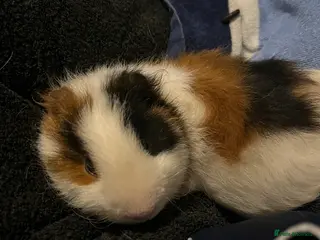 Guinea Pig rodents 2 male guinea pigs (2 years)+cage +accessories - Advert 8