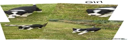 Border Collie dogs for sale: ⭐️BORDER COLLIE PUPS⭐️ READY TO GO - Advert 6