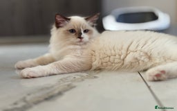 Ragdoll cats for sale: TICA DNA tested 5 Gen Pedigree  - Image 25