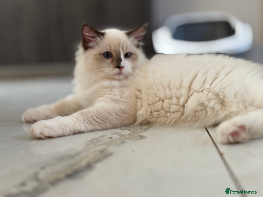 Ragdoll cats for sale: TICA DNA tested 5 Gen Pedigree  - Image 25