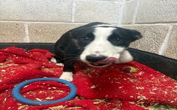 Border Collie dogs for sale: ⭐️6 Month old border Collie puppy⭐️ - Image 4