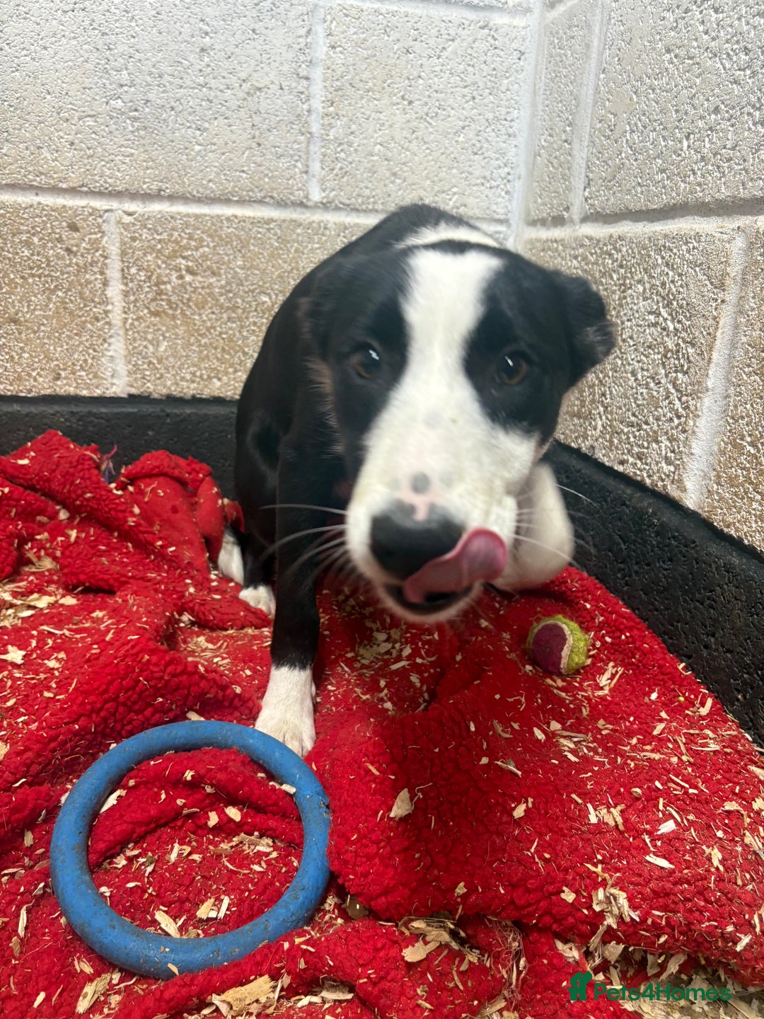 Border Collie dogs for sale: ⭐️6 Month old border Collie puppy⭐️ - Image 4
