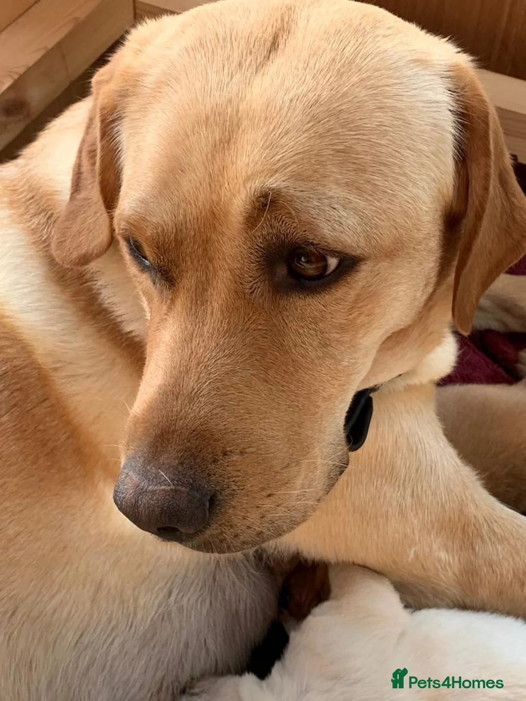 Labrador Retriever dogs for sale: Golden and red fox Labrador pups  in St Albans - Advert 10