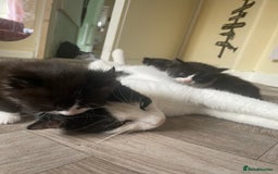 Mixed Breed cats for sale: Three long hair one short tuxedo kittens - Image 18