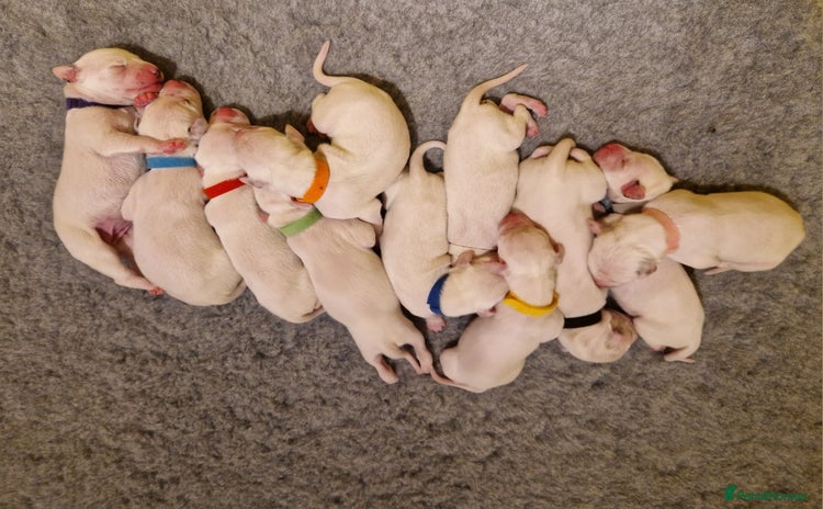 Dalmatian dogs - Advert 9