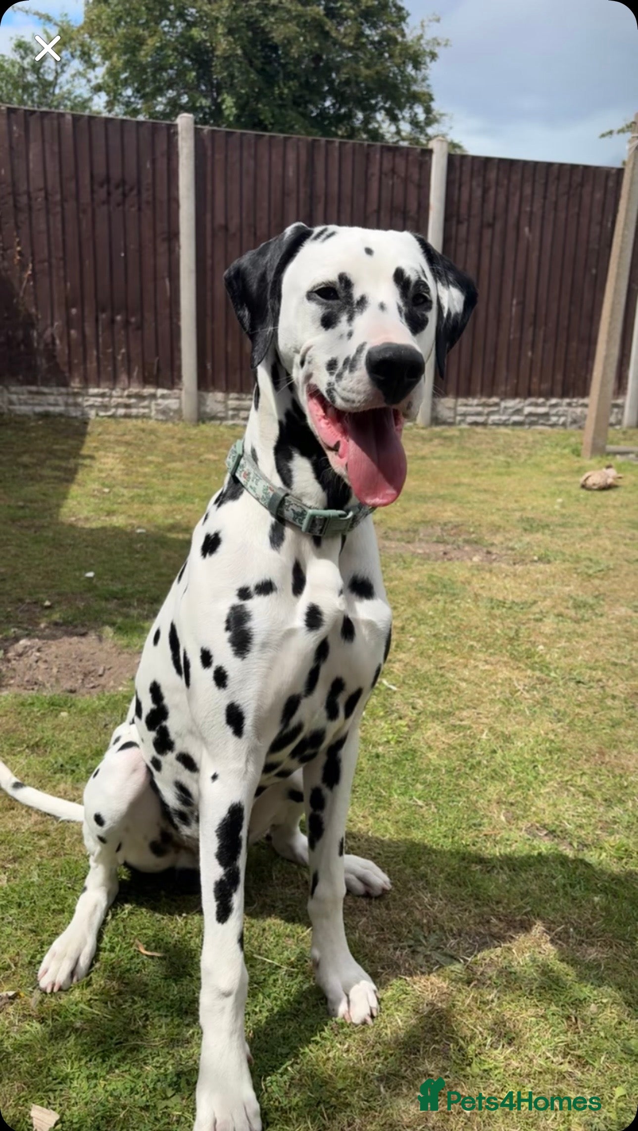 Dalmatian dogs Male Dalmatian - Woody - Advert 9