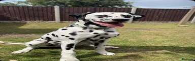 Dalmatian 1