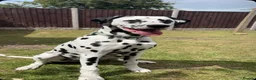 Dalmatian dogs for sale: Male Dalmatian - Woody in Prestatyn - Advert 1