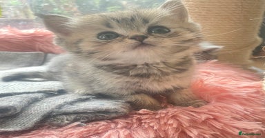 British Shorthair cats - Advert 6