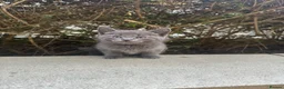 Russian Blue cats for sale: 3 Russian blue mix BSH kittens - Advert 6