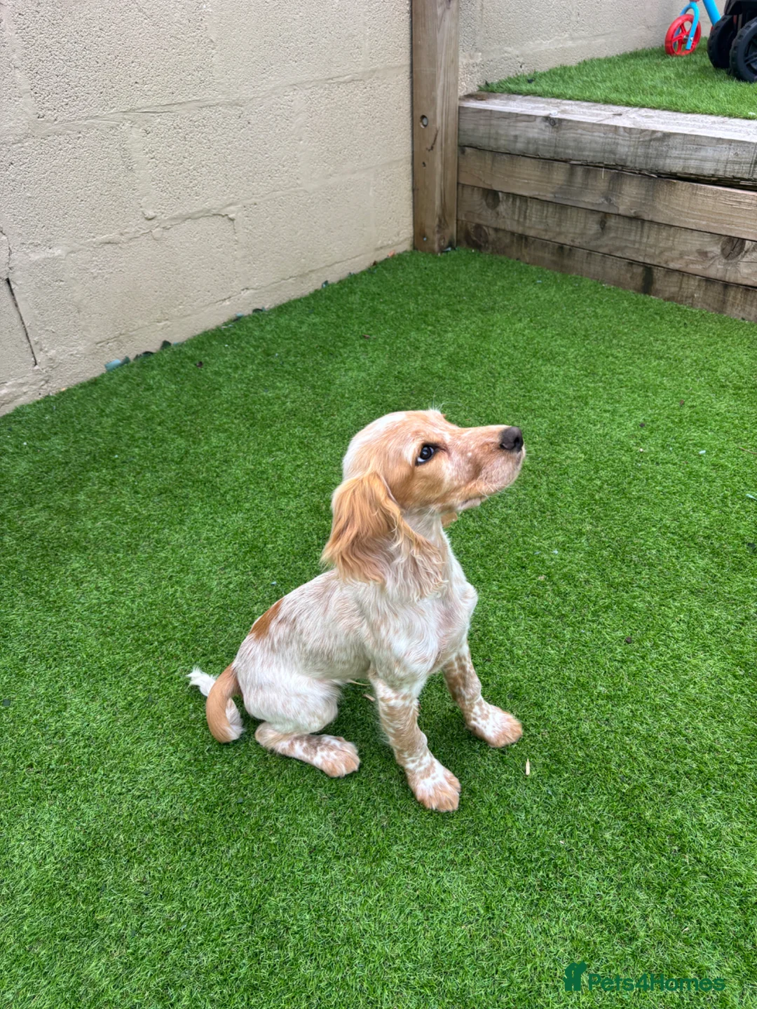 Cocker Spaniel dogs for sale: Cocker spaniel 14 weeks old in Porth - Advert 4