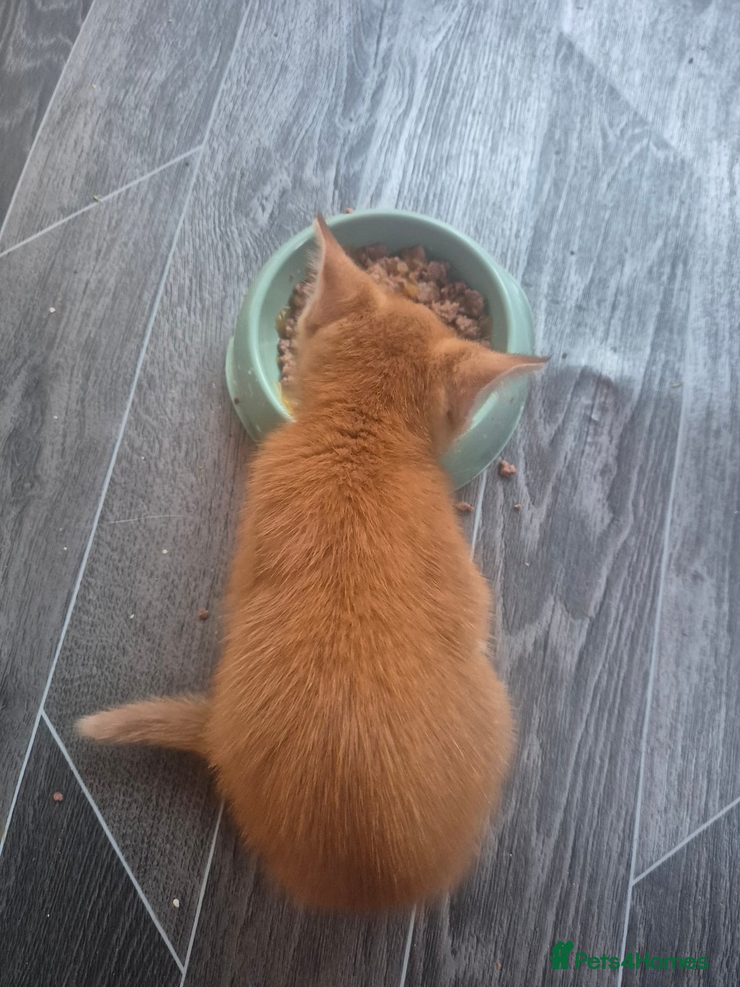 Mixed Breed cats for sale: Mixed kittens - Image 2