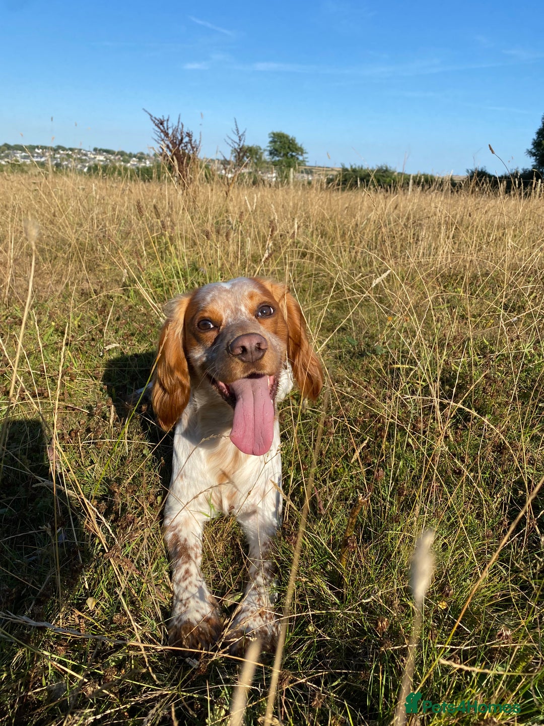 Cocker Spaniel dogs for stud: KC Working Cocker Spaniel Health Tested  - Advert 18