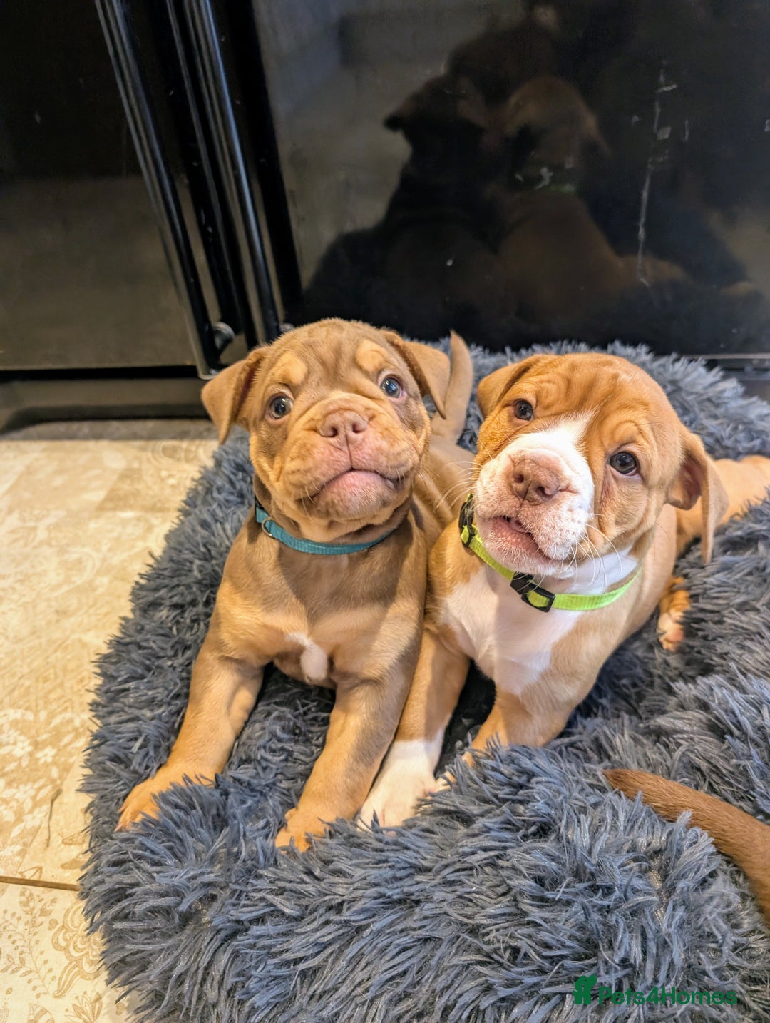 Olde English Bulldogge dogs for sale: READY NEXT WEEK! - OEB Puppies NEBBR ✅ 3rd Gen - Image 6