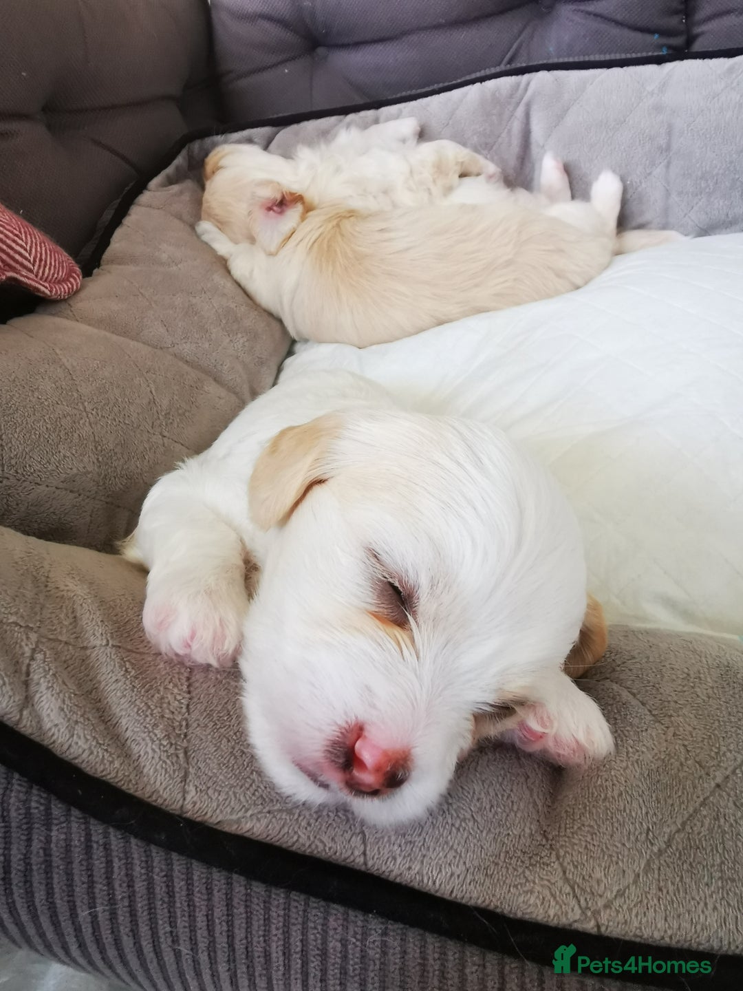 Mixed Breed dogs for sale: Bichon Frisee/Maltese.  - Advert 3