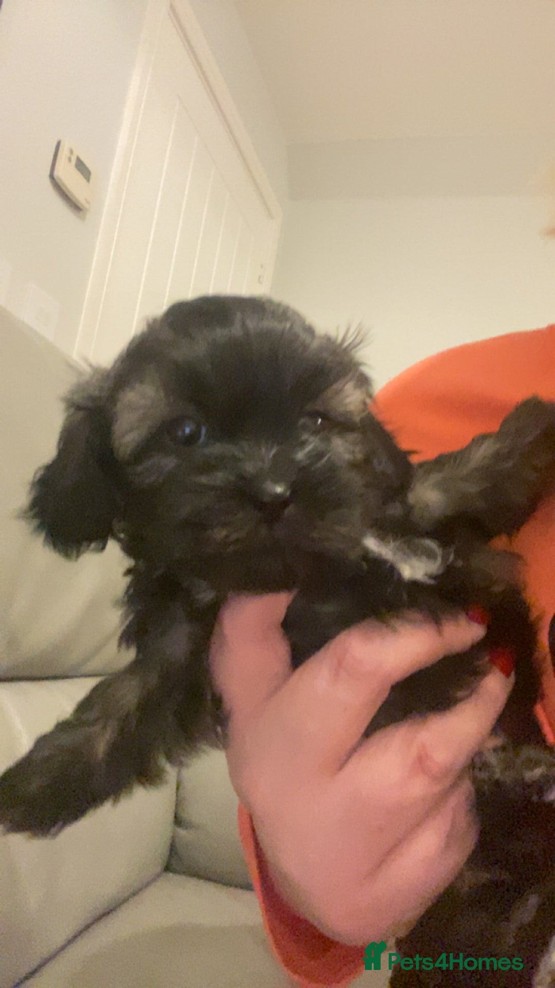 Shihpoo dogs for sale: 2 beautiful girl Shi poo puppies  - Advert 6