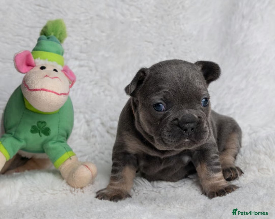 French Bulldog dogs for sale: Beautiful French Bulldog Babies - Advert 8