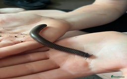 Millipedes invertebrates for sale: 2 Giant Olive Millipedes  - Image 5
