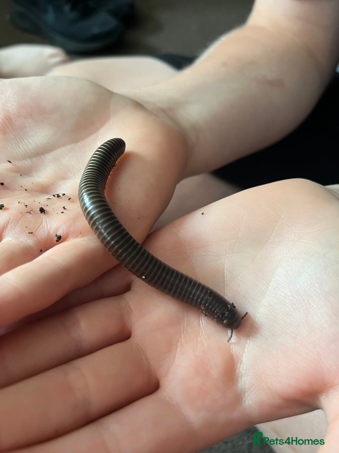 Millipedes invertebrates for sale: 2 Giant Olive Millipedes  - Image 5