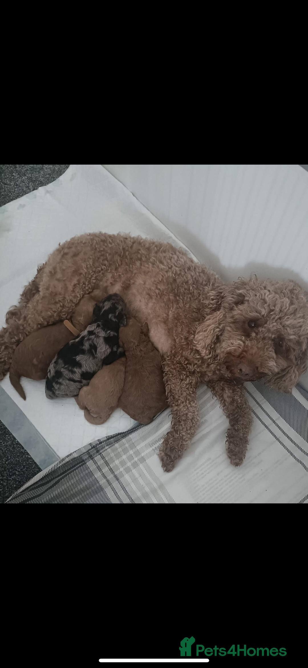 Cockapoo dogs for sale: toy cockapoo pups - Image 9