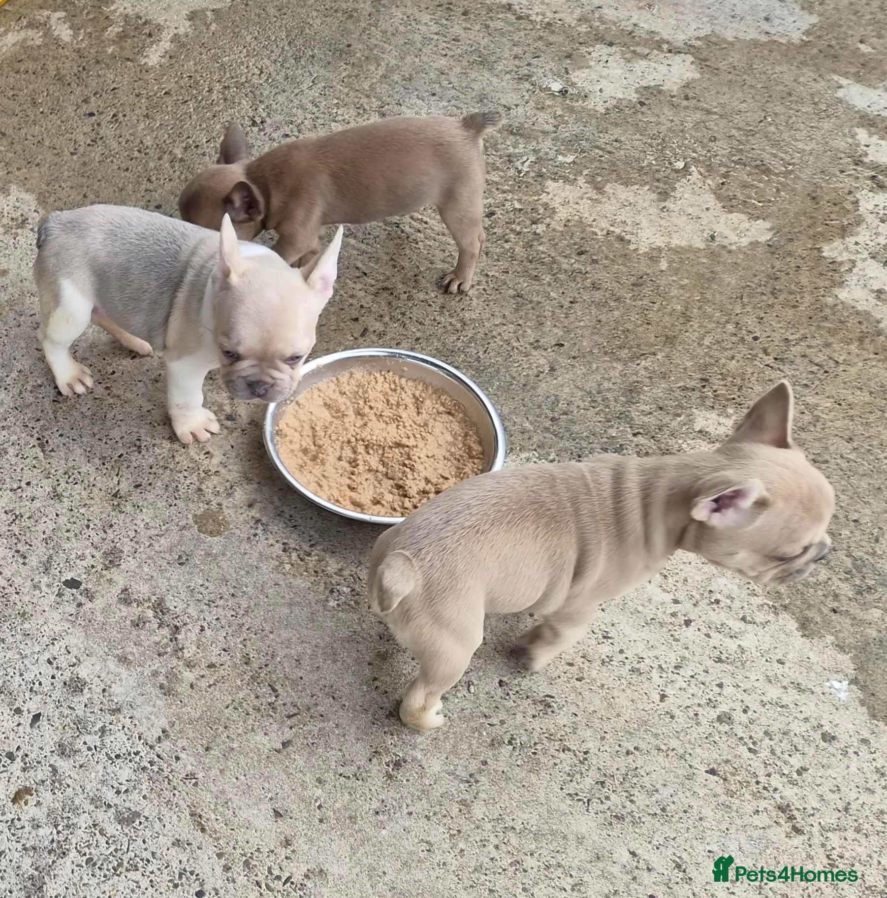 French Bulldog dogs French Bulldog KC Puppies - Advert 2