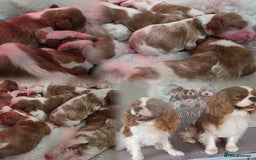 Cavalier King Charles Spaniel dogs for sale: Health tested, insured blenhiem CKCS puppies - Advert 3