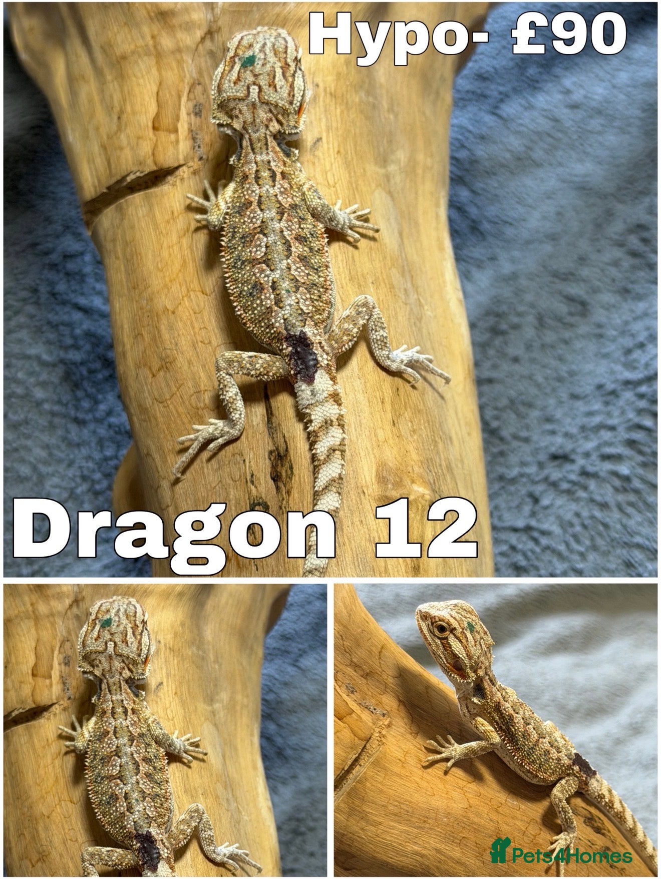 Bearded Dragon reptiles STUNNING BEARDIES ONLY 2 LEFT JUNE 12th - Advert 1