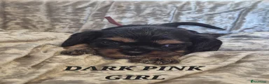 Dark pink girl 