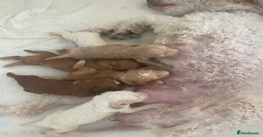 Mixed Breed dogs - Advert 4