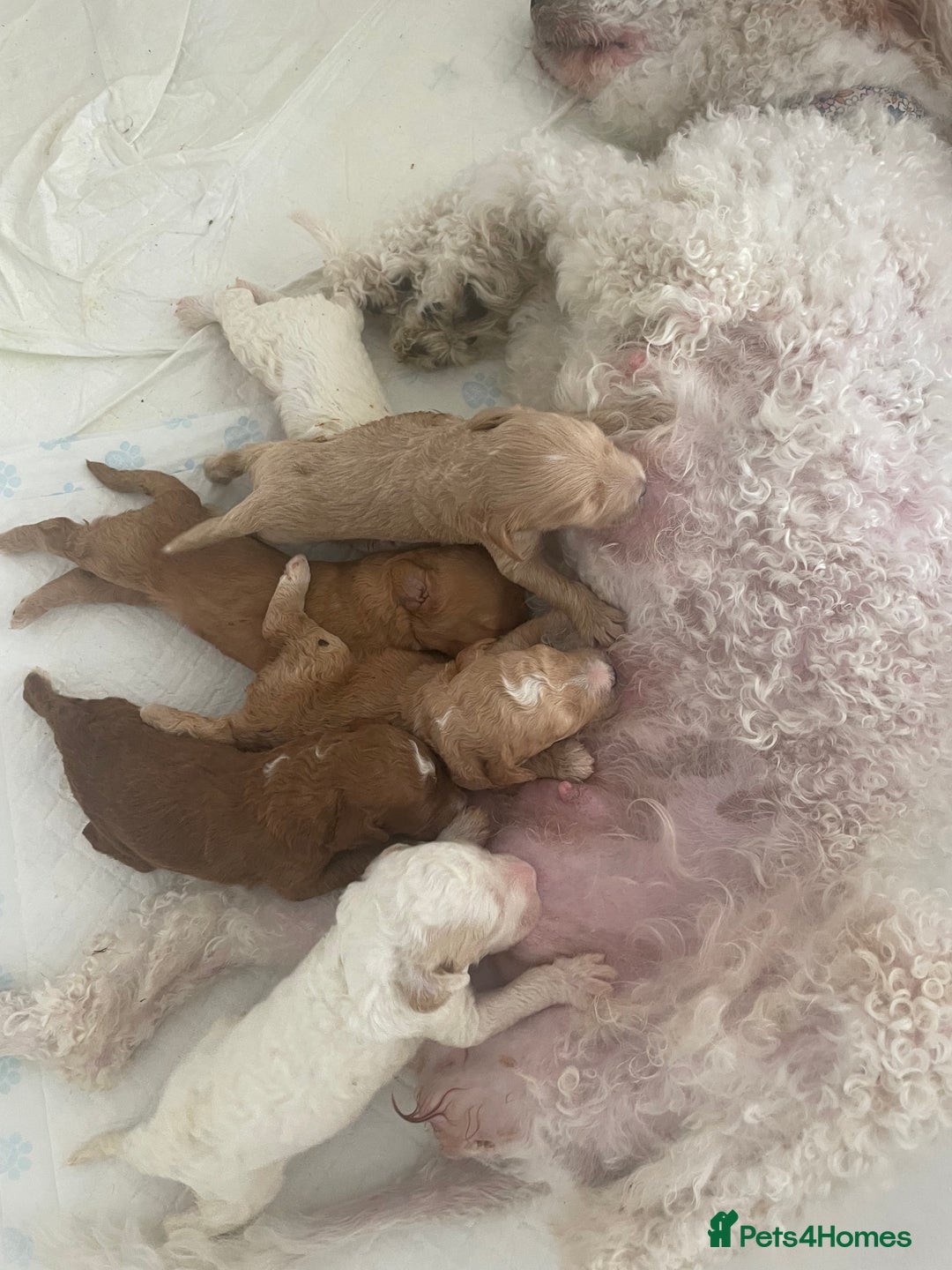 Mixed Breed dogs for sale: Australian Labradoodle Puppies – Ready Soon! ✨🐾 - Image 3